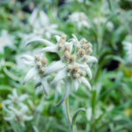 edelweiss meaning